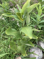 Asclepias syriaca