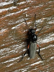Bibio pomonae