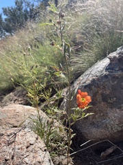 Sphaeralcea fendleri