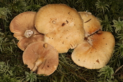 Paralepista gilva