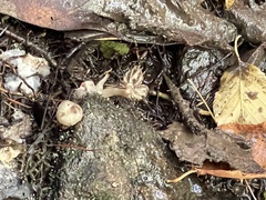 Calostoma ravenelii