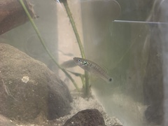 Pseudoxiphophorus bimaculatus