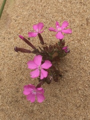 Silene littorea
