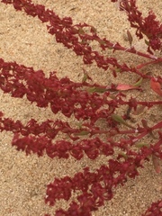 Rumex bucephalophorus