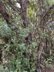 Polylepis serrata