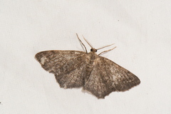 Hypagyrtis piniata