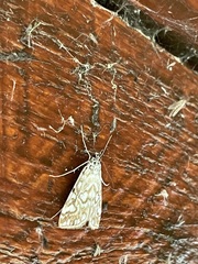 Elophila nymphaeata