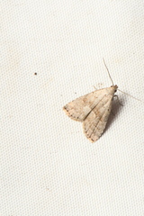 Hypenodes fractilinea