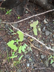 Decaloba