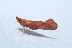 Apache degeeri