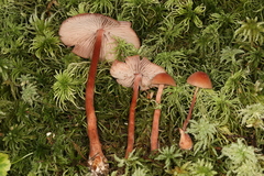 Laccaria nobilis