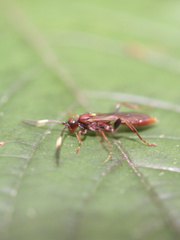 Cratichneumon