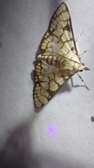 Aphytoceros lucusalis