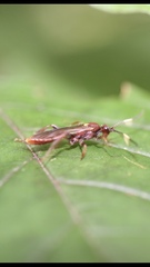 Cratichneumon