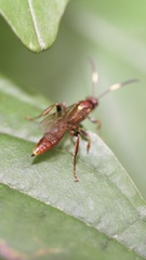 Cratichneumon