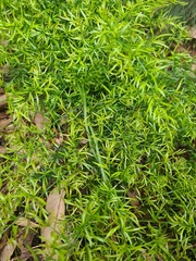 Asparagus aethiopicus
