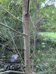 Salix nigra