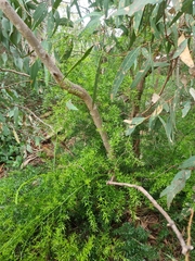 Asparagus aethiopicus
