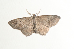 Hypagyrtis piniata