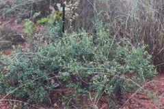 Dodonaea dodecandra