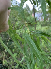 Salix nigra