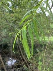 Salix nigra