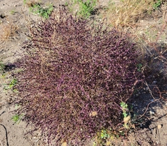 Cycloloma atriplicifolium