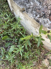 Oldenlandia corymbosa