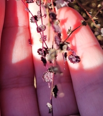 Cycloloma atriplicifolium