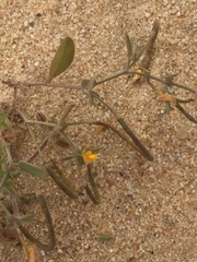 Coronilla repanda