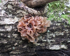Phaeotremella frondosa