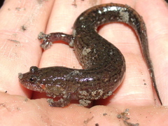 Desmognathus valtos
