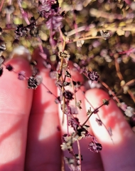 Cycloloma atriplicifolium