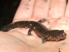 Desmognathus valtos