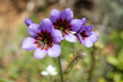 Leucocoryne purpurea