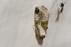 Maliattha synochitis