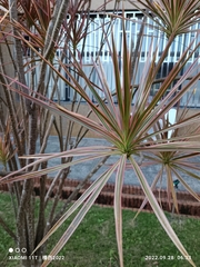 Dracaena reflexa angustifolia
