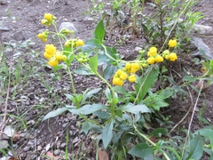 Calceolaria thyrsiflora