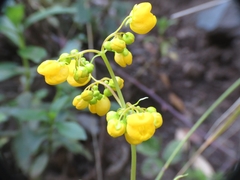 Calceolaria thyrsiflora