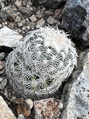 Echinocereus reichenbachii caespitosus