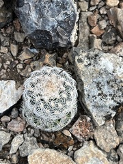 Echinocereus reichenbachii caespitosus