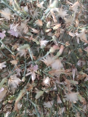 Stephanomeria pauciflora