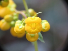 Calceolaria thyrsiflora