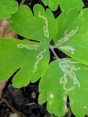 Phytomyza minuscula group