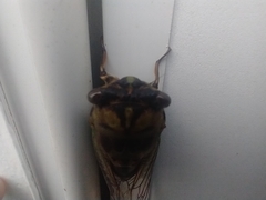 Megatibicen pronotalis