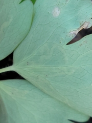 Phytomyza minuscula group