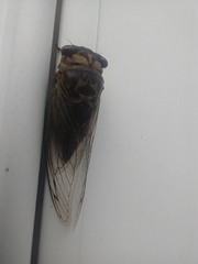 Megatibicen pronotalis