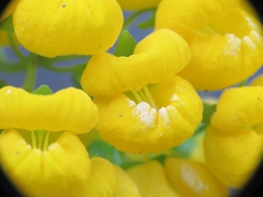 Calceolaria thyrsiflora