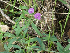 Glycine rubiginosa
