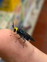 Cyphomyia